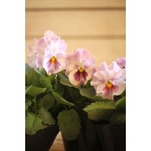 画像: 【HKFさんの苗】フリルパンジーきもの『ラベンダーシェード』