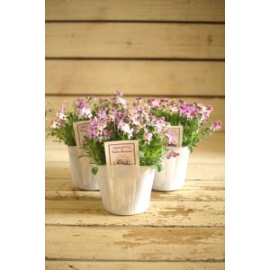 画像: ビオレッタ『ルビーブロッサム』