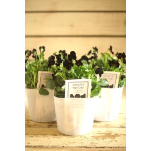 画像: ビオレッタ『ベイブコーク』