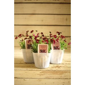 画像: ビオレッタ『レディッシュ411』