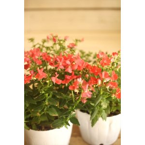 画像: 宿根ネメシア『フェアリーシュシュピンク』