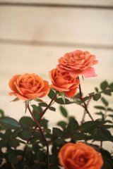 画像: ミニバラ 『テディベア』 