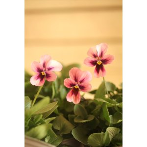 画像: 植田さんご夫婦育種! バニービオラ 『パピヨンワールド』 *ピンク*