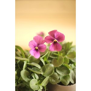 画像: 植田さんご夫婦育種! バニービオラ 『パピヨンワールド』 *ぶどう*