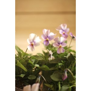 画像: 植田さんご夫婦育種！ バニービオラ 『パピヨンワールド』 *アンティークパープル*