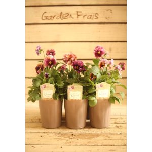 画像: 【6株セット】МFFさんオリジナル!! フリルパンジー『コライユステムロング』 *ノスタルジック系*