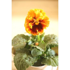 画像: フリンジ咲きパンジーローヴドゥアントワネット『ロココ』 ★1点もの ver.20★