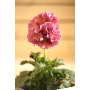 画像: フリンジ咲きパンジーローヴドゥアントワネット『ロココ』 ★1点もの ver.14★