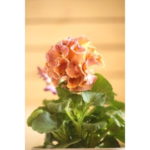 画像: フリンジ咲きパンジーローヴドゥアントワネット『ロココ』 ★1点もの ver.9★