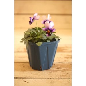 画像: 【1点もの】さとう園芸&江原ビオラ ヌーヴェルヴァーグ ◆ver.39◆