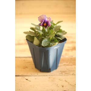 画像: 【1点もの】さとう園芸&江原ビオラ ヌーヴェルヴァーグ ◆ver.29◆