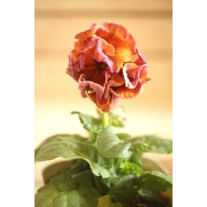 画像: フリンジ咲きパンジーローヴドゥアントワネット『ロココ』 ★1点もの ver.17★