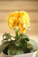 画像: フリンジ咲きパンジーローヴドゥアントワネット『ロココ』 ★１点もの ver.３４