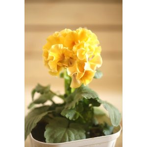 画像: フリンジ咲きパンジーローヴドゥアントワネット『ロココ』 ★1点もの ver.34