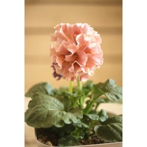 画像: フリンジ咲きパンジーローヴドゥアントワネット『ロココ』 ★1点もの ver.31