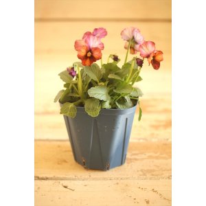 画像: 【1点もの】さとう園芸&江原ビオラ ヌーヴェルヴァーグ ◆ver.28◆