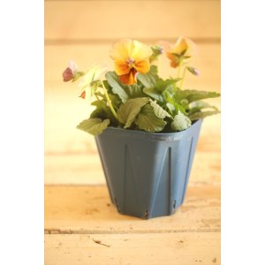 画像: 【1点もの】さとう園芸&江原ビオラ ヌーヴェルヴァーグ ◆ver.21◆