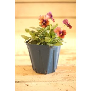 画像: 【1点もの】さとう園芸&江原ビオラ ヌーヴェルヴァーグ ◆ver.32◆