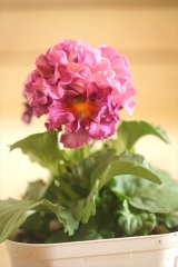 画像: フリンジ咲きパンジーローヴドゥアントワネット『ロココ』 ★１点もの ver.２９