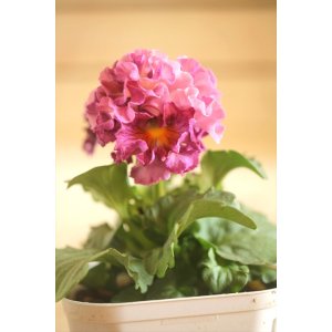 画像: フリンジ咲きパンジーローヴドゥアントワネット『ロココ』 ★1点もの ver.29