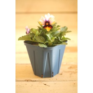 画像: 【1点もの】さとう園芸&江原ビオラ ヌーヴェルヴァーグ ◆ver.26◆