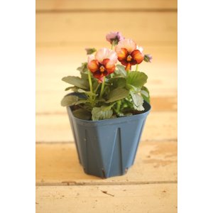 画像: 【1点もの】さとう園芸&江原ビオラ ヌーヴェルヴァーグ ◆ver.7◆