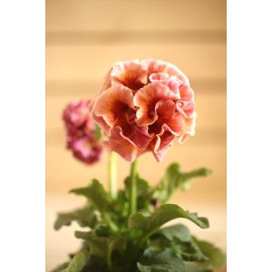 画像: フリンジ咲きパンジーローヴドゥアントワネット『ロココ』 ★1点もの ver.13★