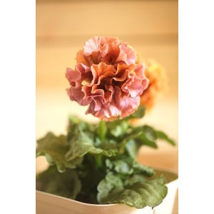 画像: フリンジ咲きパンジーローヴドゥアントワネット『ロココ』 ★1点もの ver.5★