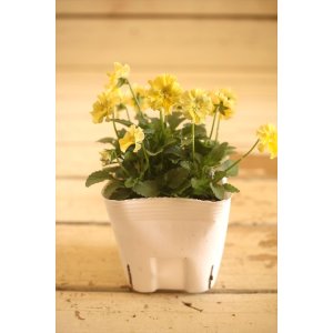 画像: 【1点もの】北島園芸さんオリジナル! フリルビオラ『コルティルーチェ』 ★ver.5★