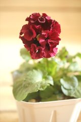 画像: フリンジ咲きパンジーローヴドゥアントワネット『ロココ』 ★１点もの ver.３７