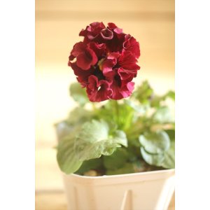 画像: フリンジ咲きパンジーローヴドゥアントワネット『ロココ』 ★1点もの ver.37