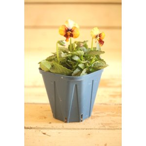 画像: 【1点もの】さとう園芸&江原ビオラ ヌーヴェルヴァーグ ◆ver.19◆