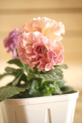 画像: フリンジ咲きパンジーローヴドゥアントワネット『ロココ』 ★１点もの ver.２７ 