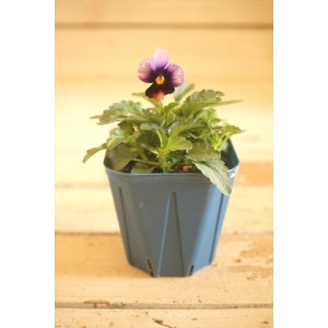 画像: 【1点もの】さとう園芸&江原ビオラ ヌーヴェルヴァーグ ◆ver.8◆