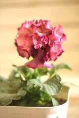 画像: フリンジ咲きパンジーローヴドゥアントワネット『ロココ』 ★１点もの ver.３２