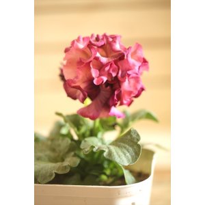 画像: フリンジ咲きパンジーローヴドゥアントワネット『ロココ』 ★1点もの ver.32