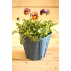 画像: 【1点もの】さとう園芸&江原ビオラ ヌーヴェルヴァーグ ◆ver.18◆