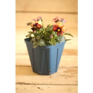 画像: 【1点もの】さとう園芸&江原ビオラ ヌーヴェルヴァーグ ◆ver.5◆