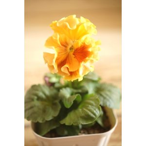 画像: フリンジ咲きパンジーローヴドゥアントワネット『ロココ』 ★1点もの ver.25