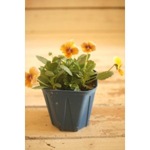 画像: 【1点もの】さとう園芸&江原ビオラ ヌーヴェルヴァーグ ◆ver.14◆