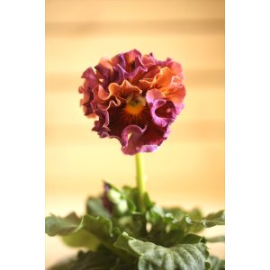 画像: フリンジ咲きパンジーローヴドゥアントワネット『ロココ』 ★1点もの ver.12★