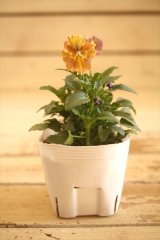 画像: 【１点もの】北島園芸さんオリジナル！ フリルビオラ『コルティルーチェ』 ★ver.１３★