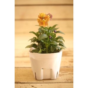 画像: 【1点もの】北島園芸さんオリジナル! フリルビオラ『コルティルーチェ』 ★ver.13★