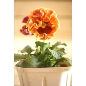 画像: フリンジ咲きパンジーローヴドゥアントワネット『ロココ』 ★1点もの ver.24★