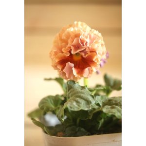 画像: フリンジ咲きパンジーローヴドゥアントワネット『ロココ』 ★1点もの ver.21★