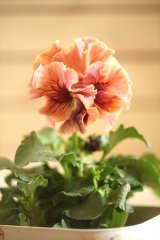 画像: フリンジ咲きパンジーローヴドゥアントワネット『ロココ』 ★１点もの ver.３３