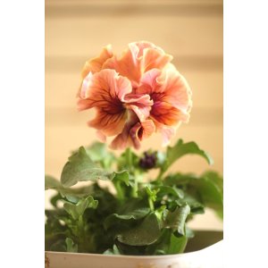 画像: フリンジ咲きパンジーローヴドゥアントワネット『ロココ』 ★1点もの ver.33