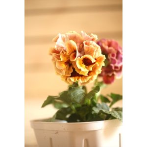 画像: フリンジ咲きパンジーローヴドゥアントワネット『ロココ』 ★1点もの ver.11★