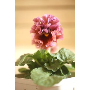 画像: フリンジ咲きパンジーローヴドゥアントワネット『ロココ』 ★1点もの ver.30