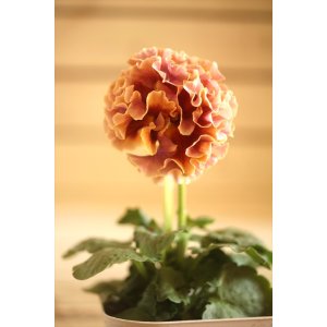 画像: フリンジ咲きパンジーローヴドゥアントワネット『ロココ』 ★1点もの ver.7★